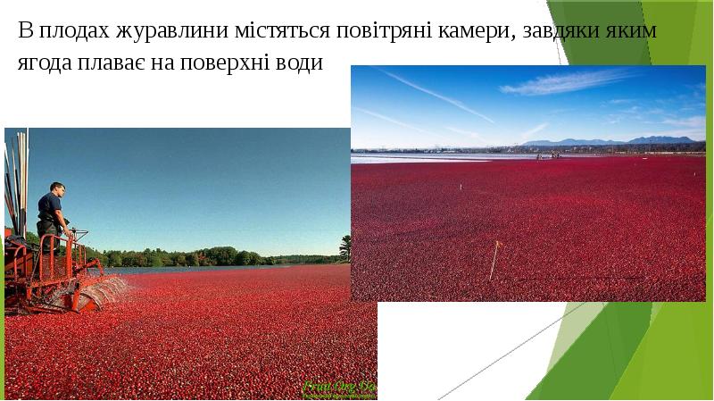В плодах журавлини містяться повітряні камери, завдяки яким ягода плаває на В плодах журавлини містяться повітряні камери, завдяки яким ягода плаває на