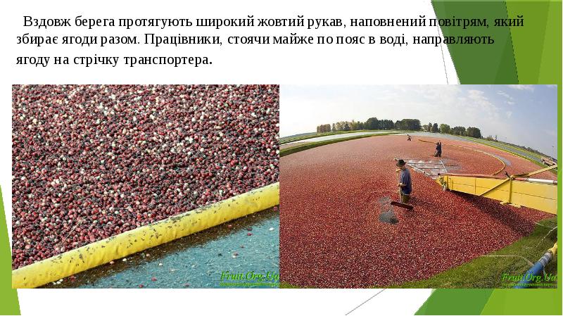 Вздовж берега протягують широкий жовтий рукав, наповнений повітрям, який збирає ягоди Вздовж берега протягують широкий жовтий рукав, наповнений повітрям, який збирає ягоди