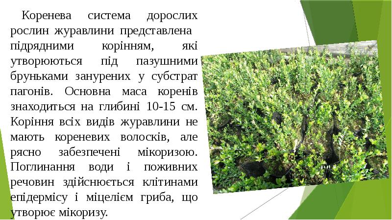 Коренева система дорослих рослин журавлини представлена підрядними корінням, які утворюються під Коренева система дорослих рослин журавлини представлена підрядними корінням, які утворюються під