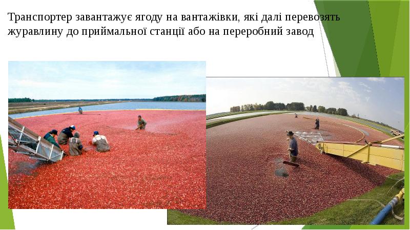Транспортер завантажує ягоду на вантажівки, які далі перевозять журавлину до приймальної Транспортер завантажує ягоду на вантажівки, які далі перевозять журавлину до приймальної