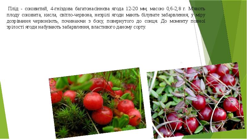 Плід - соковитий, 4-гніздова багатонасіннєва ягода 12-20 мм, масою 0,6-2,8 г. Плід - соковитий, 4-гніздова багатонасіннєва ягода 12-20 мм, масою 0,6-2,8 г.