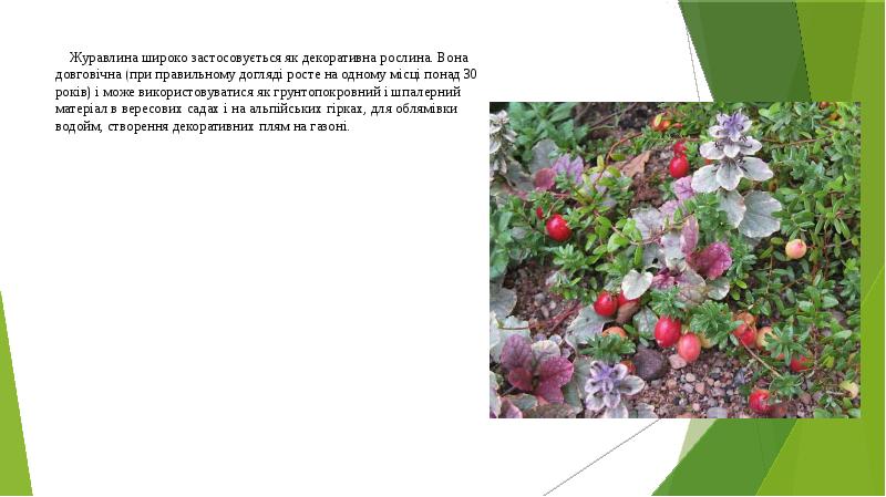 Журавлина широко застосовується як декоративна рослина. Вона довговічна (при правильному догляді Журавлина широко застосовується як декоративна рослина. Вона довговічна (при правильному догляді