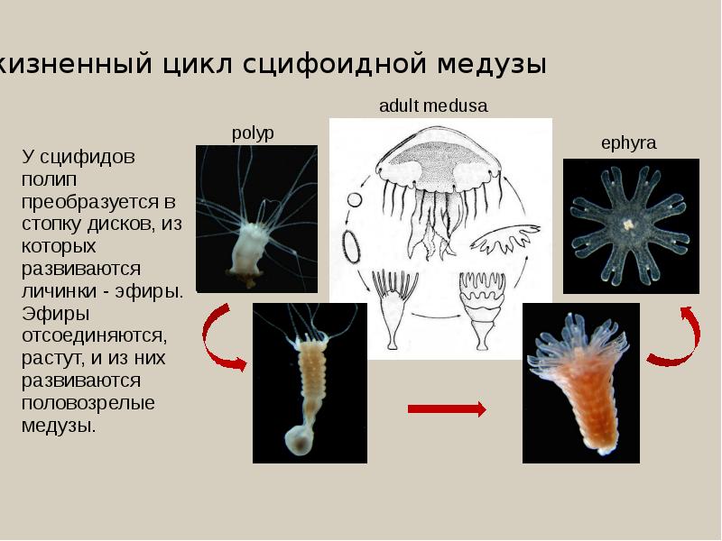 Жизненный цикл медузы схема