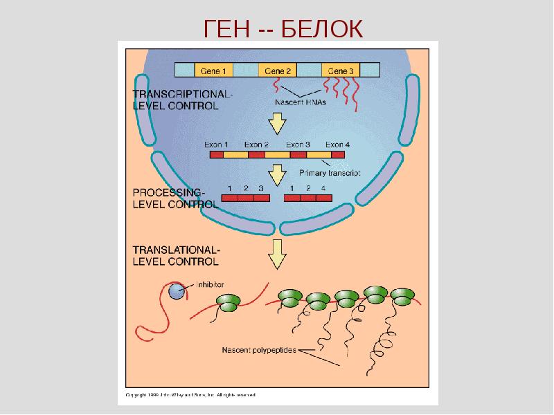 Ген про. Этапы экспрессии генов эукариот в признак. Рисунок схема Экспрессия генов. Этап экспрессии ген фул эукариот. Ген белок.