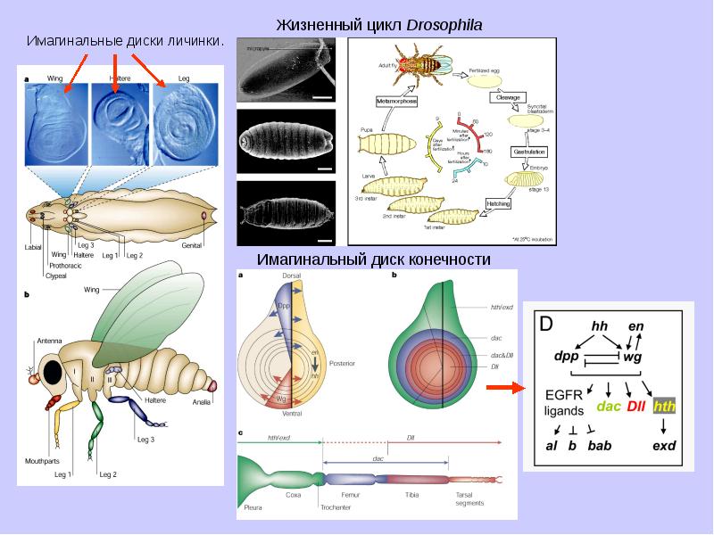 В соматической клетке дрозофилы 8. Имагинальные диски дрозофилы. Имагинальные диски у насекомых. Жизненный цикл дрозофилы. Имагинальные цестодозы строение.