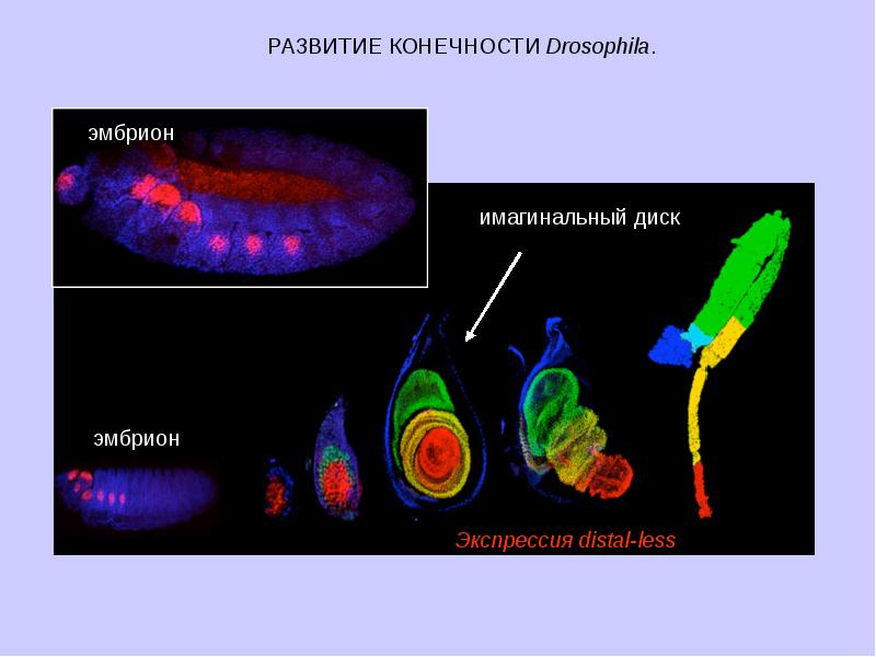 имагинальные диски. аллели. биология тема генетика человека. гены примеры. геном пример.