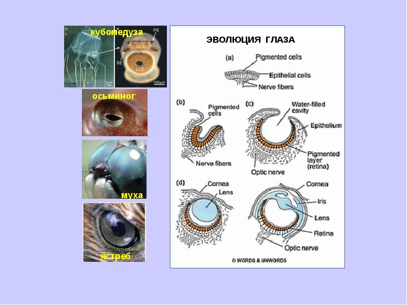 Развитие глаза. Эволюция глаза. Эволюция органов зрения у животных. Эволюция человеческого глаза. Этапы эволюции глаза.