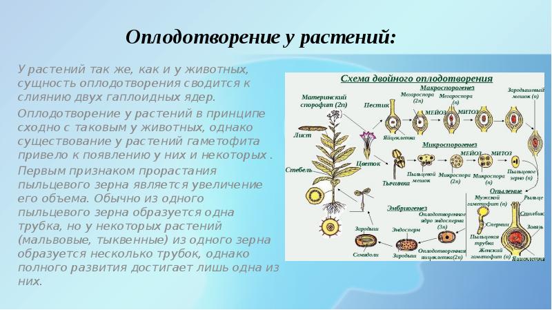 Оплодотворение у цветковых растений называется