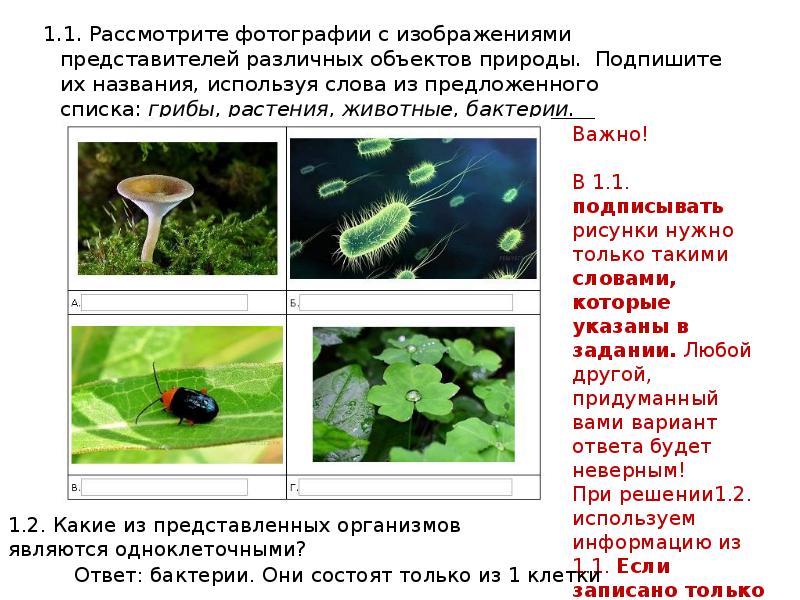 Какая группа объектов природы входит в состав. Представители различных объектов природы. Подпишите названия используя слова из предложенного списка. Из предложенного списка выберите 3 объекта природы.