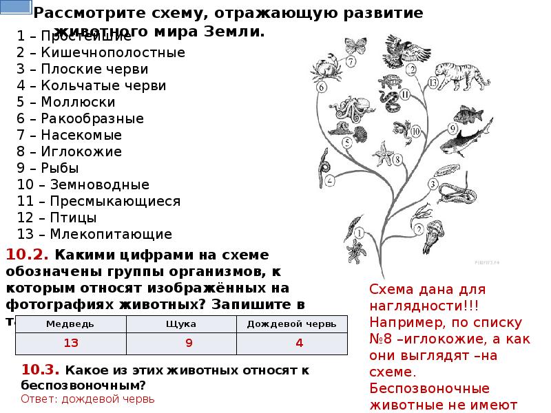 Рассмотрите схему отражающую развитие растительного мира земли хлорелла платан восточный пузырник