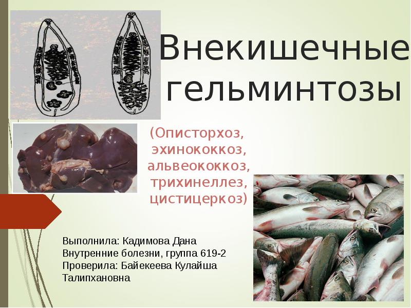 (Описторхоз,  эхинококкоз, альвеококкоз, трихинеллез, цистицеркоз)