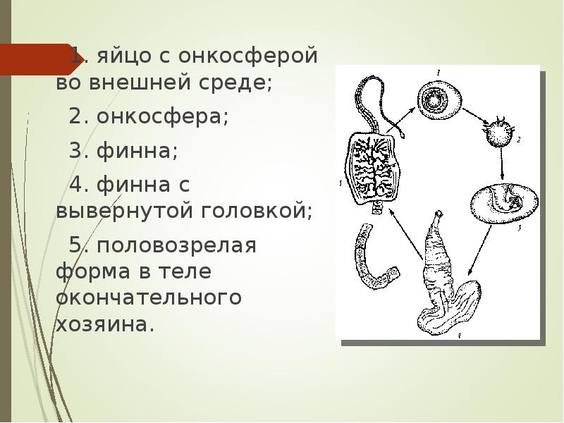 1. яйцо с онкосферой во внешней среде;    1.