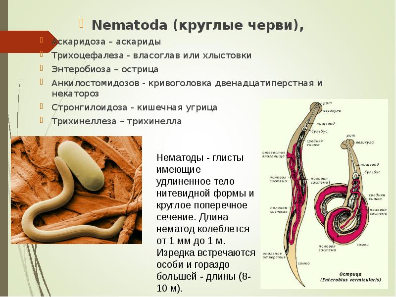 Nematoda (круглые черви),  Nematoda (круглые черви),  Аскаридоза – аскариды