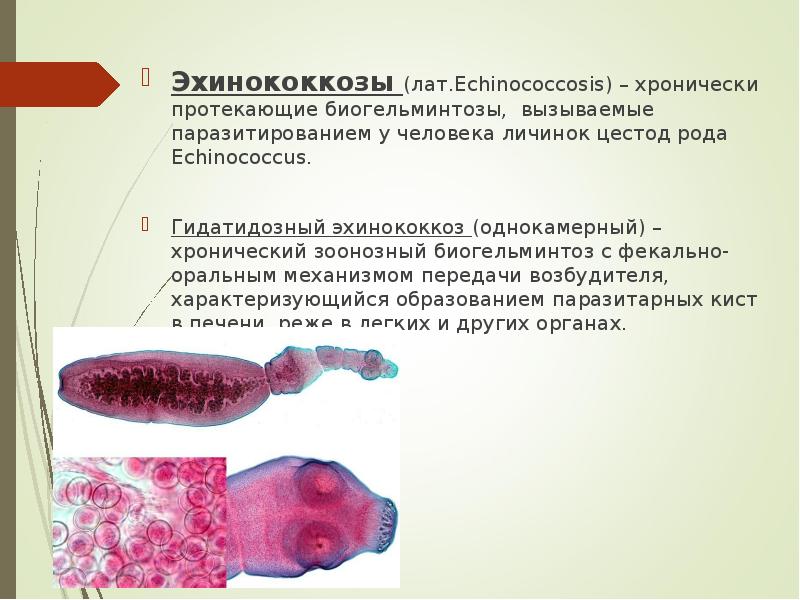 Эхинококкозы (лат.Echinococcosis) – хронически протекающие биогельминтозы, вызываемые паразитированием у человека личинок