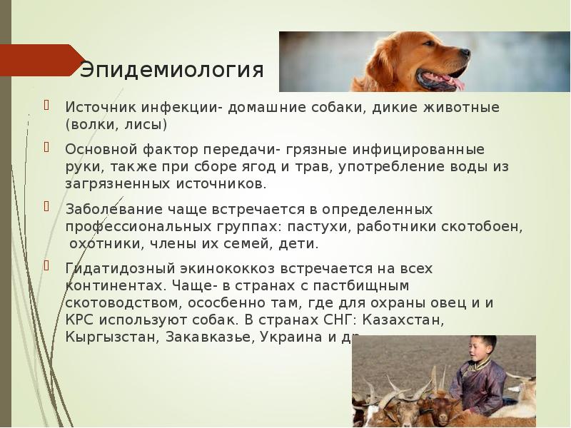 Эпидемиология Источник инфекции- домашние собаки, дикие животные (волки, лисы) Основной фактор