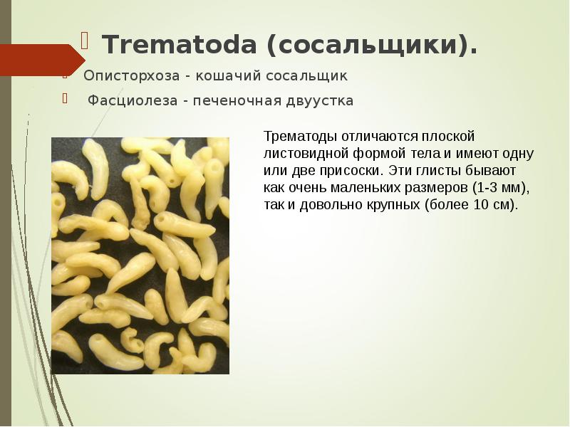 Trematoda (сосальщики).  Trematoda (сосальщики).  Описторхоза - кошачий сосальщик 