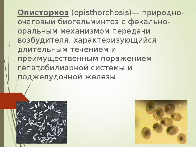 Описторхоз (opisthorchosis)— природно-очаговый биогельминтоз с фекально-оральным механизмом передачи возбудителя, характеризующийся длительным