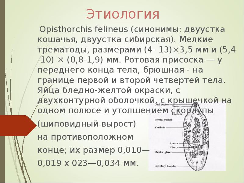 Этиология  Opisthorchis felineus (синонимы: двуустка кошачья, двуустка сибирская). Мелкие трематоды,