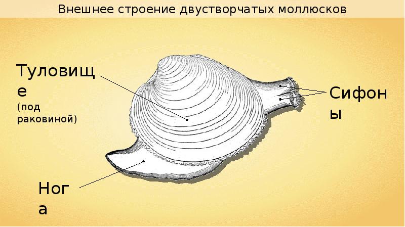 По рисунку нужно определить возраст двустворчатых моллюсков по числу годичных колец