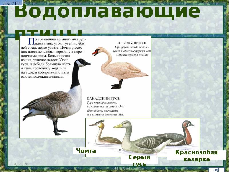 Водоплавающие птицы презентация 7 класс