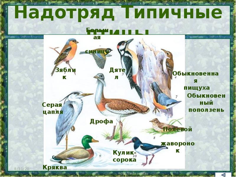 Экологические группы птиц 7 класс биология таблица. Типичные птицы. Надотряд типичные птицы. Экологические группы птиц. Типичные птицы характеристика.