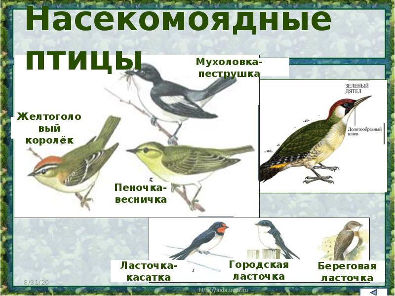 Насекомоядные птицы это. Насекомоядные птицы. Насекомоядные перелетные птицы. Насекомоядные птицы для детей. Представители перелетных птиц.