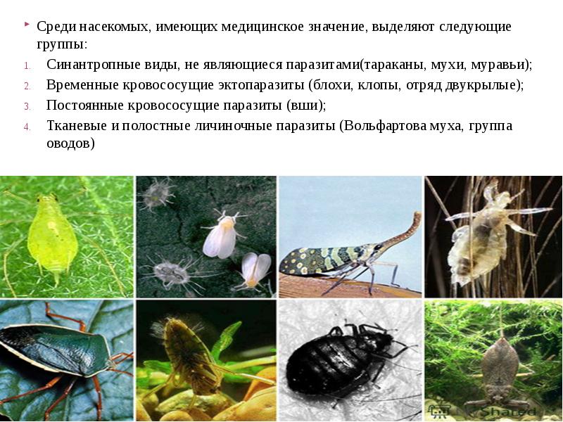 Паразитические насекомые животных. Эктопаразиты среди насекомых. Тканевые паразиты примеры.