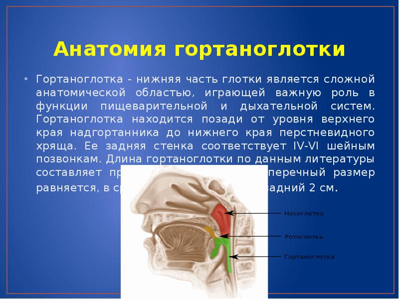 Функции глотки. Носоглотка ротоглотка гортаноглотка. Гортаноглотка анатомия. Гортаноглотка строение. Гортаноглотка функции.