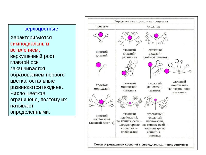 Используя информацию представленную в параграфе составьте схему классификации соцветий цветковых