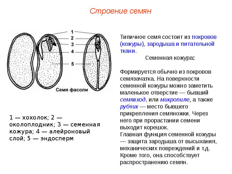 Строение зародыша фасоли рисунок