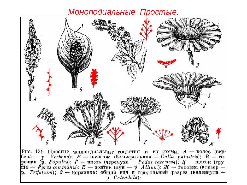 Каким номером на рисунке обозначено соцветие егэ