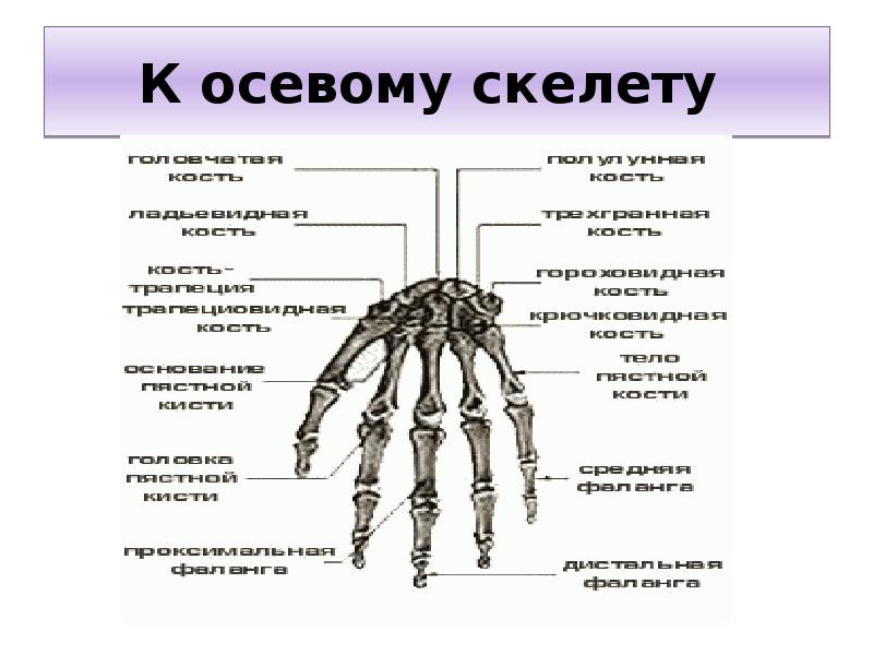 Осевой внутренний скелет. Осевой скелет. Аксиальный скелет это. Кости пясти. Строение и развитие осевого скелета.