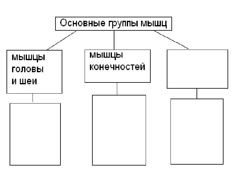 Тема структура