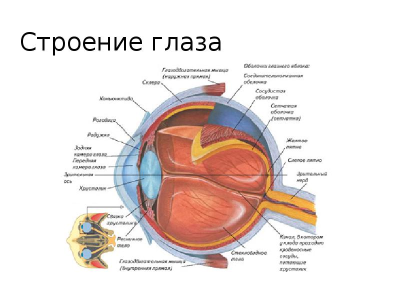 Зрительный анализатор проект