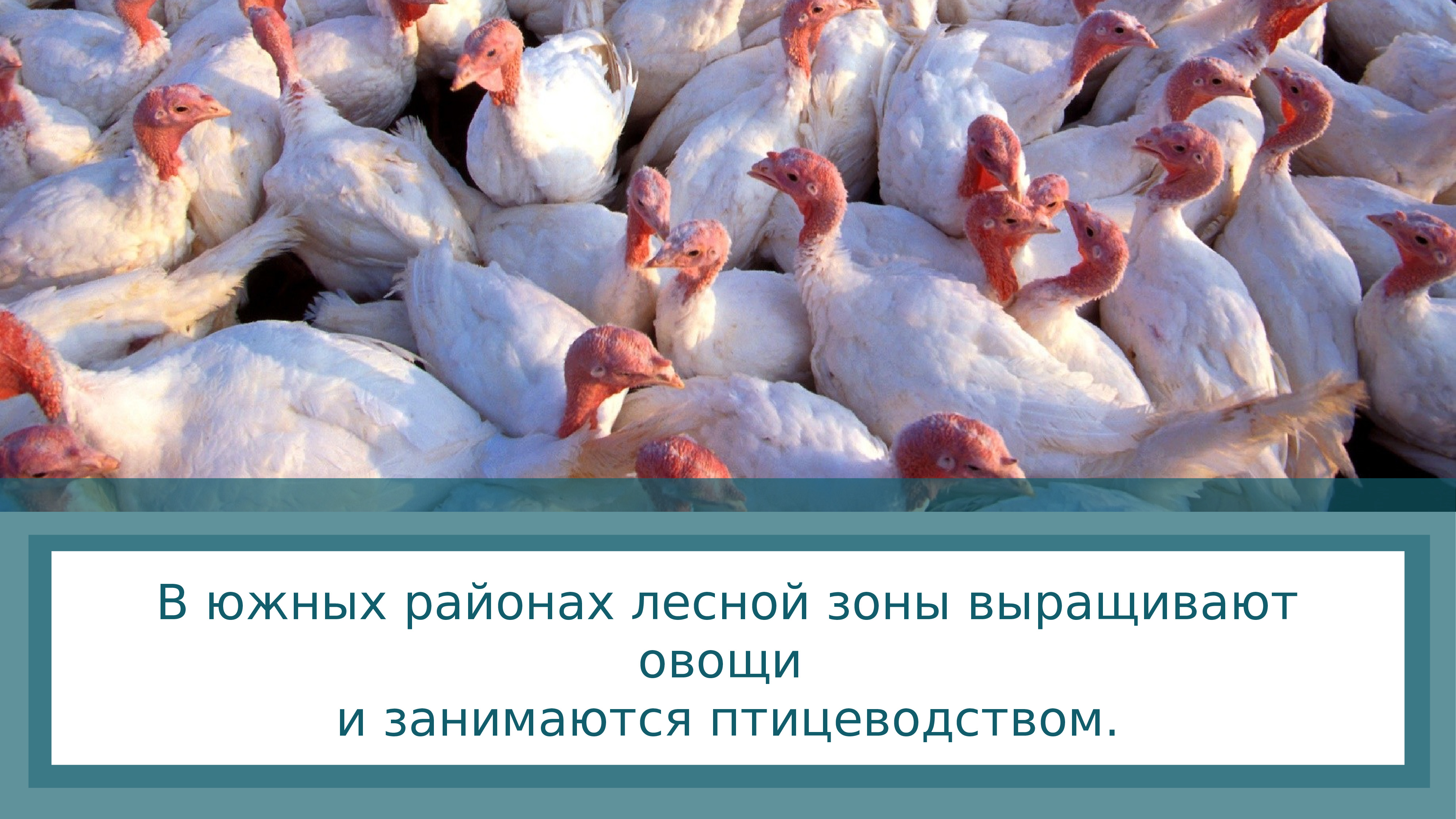 птицеводство зоны. птицеводство зоны. саянский бройлер птицефабрика. птицеводческий комплекс. саянский бройлер завод саянск.