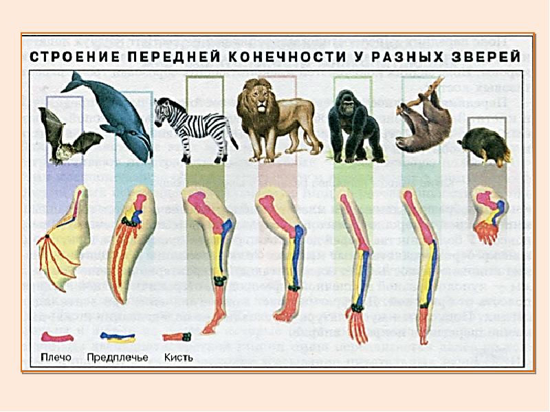 Появление в процессе эволюции пятипалых конечностей. Конечности млекопитающих. Строение конечностей млекопитающих. Строение передних конечностей млекопитающих. Кости конечностей млекопитающих.