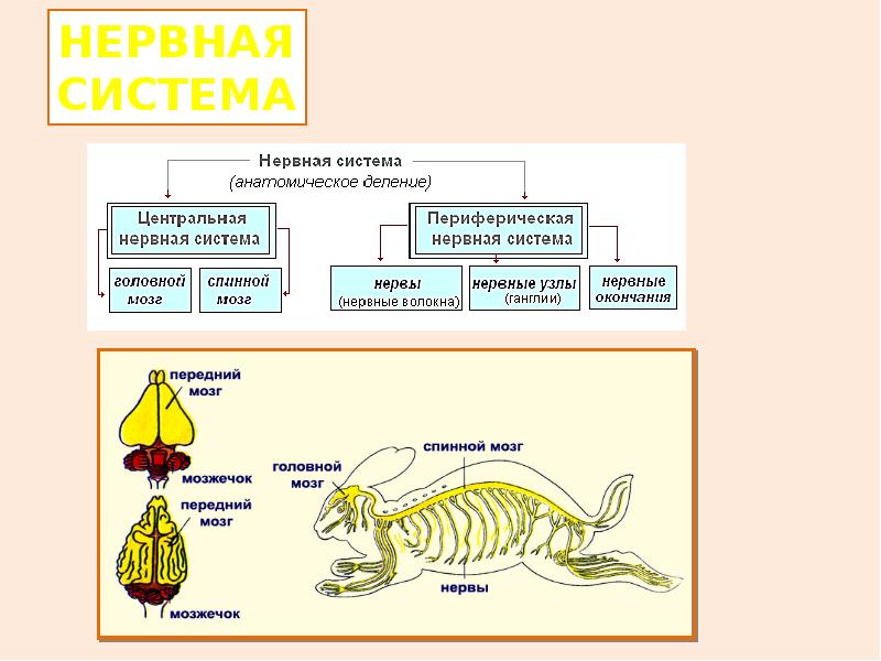 Нервная система и органы чувств млекопитающих. Нервная система млекопитающих схема. Класс млекопитающие нервная система. Периферическая нервная система млекопитающих. Нервная система млекопитающих 7 класс.