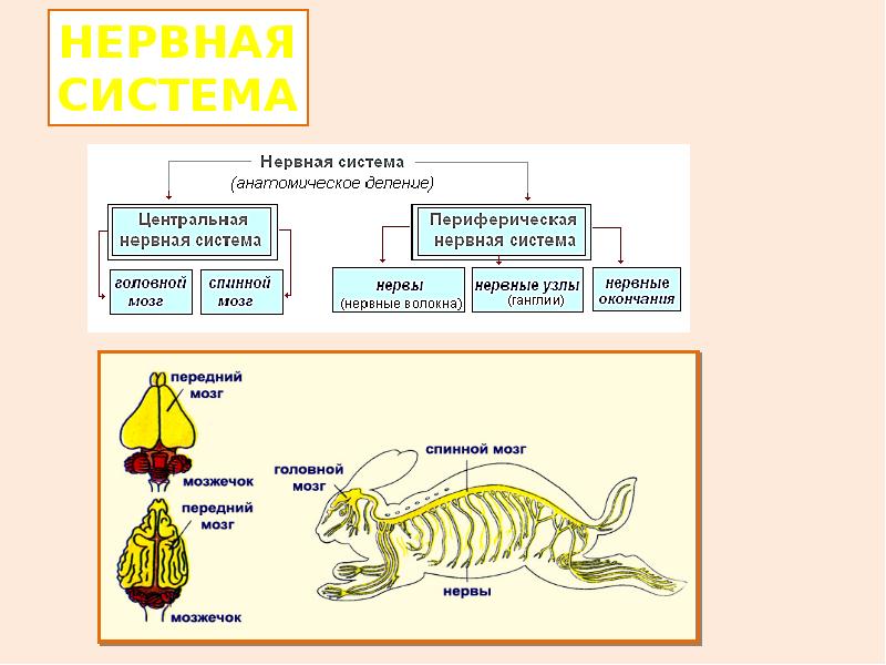 Нервная система животных. Нервная система млекопитающих 7 класс. Центральная нервная система млекопитающих. Нервная система млекопитающих состоит из. Головной и спинной мозг у млекопитающих.