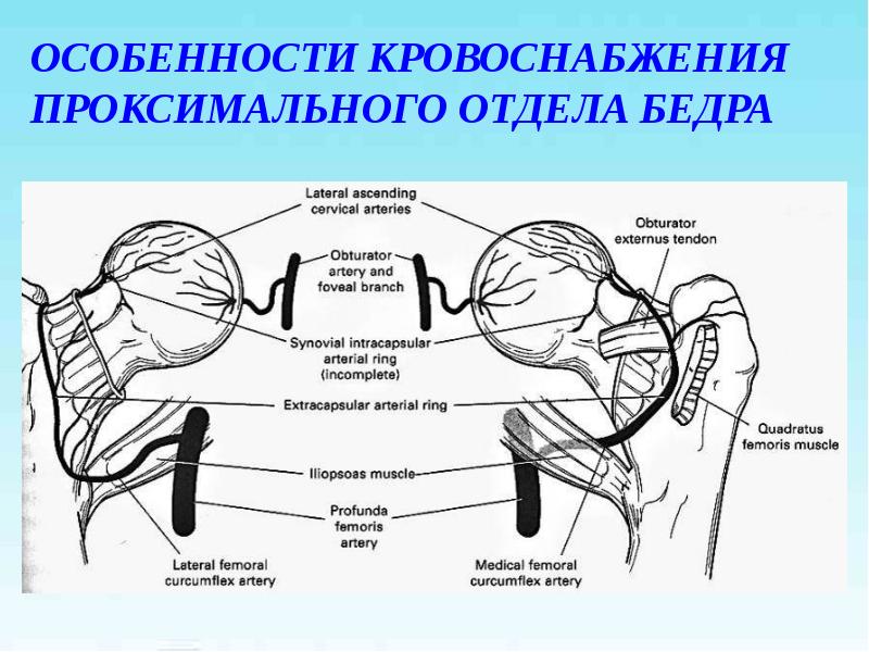 Ответы нмо переломы бедренной кости. Переломы бедра презентация. Кровоснабжение проксимального отдела бедра. Проксимальный отдел бедренной кости. Переломы проксимального отдела бедренной кости.