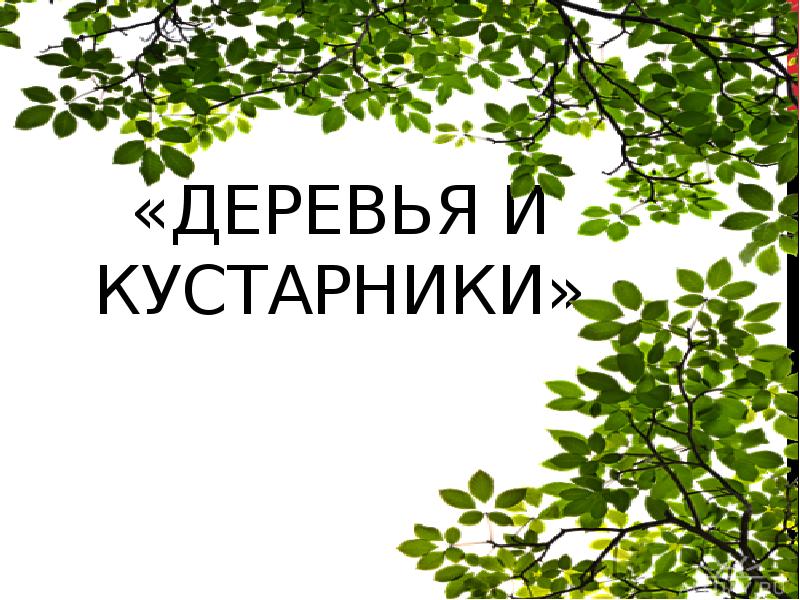 Деревья и кусты презентация для дошкольников