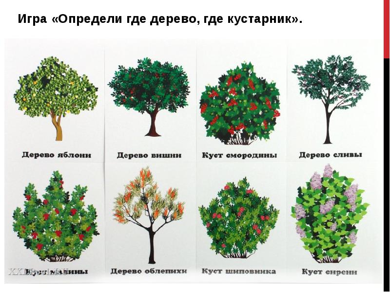 Как распознать дерево по фотографии онлайн бесплатно