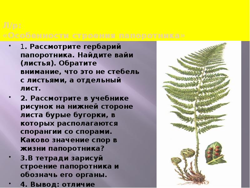 Конспект урока «Особенности организации папоротников» по биологии