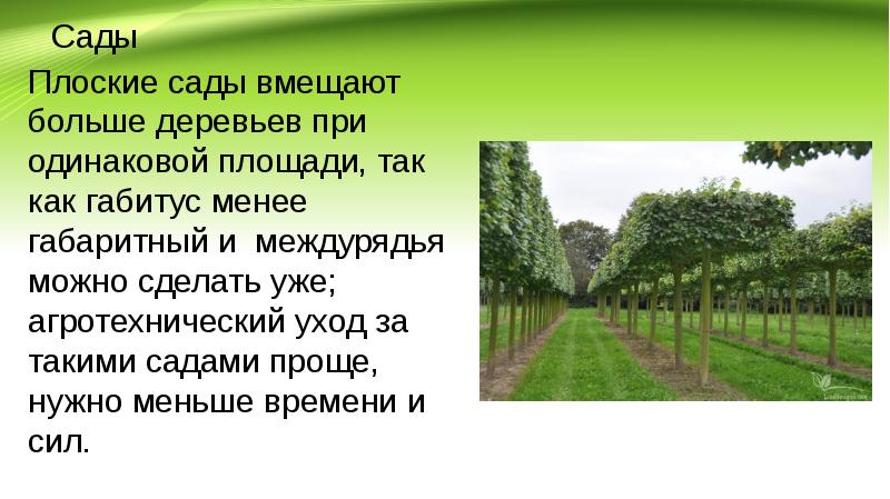 Габитус это простыми словами. Формовое Садоводство. Габитус дерева. Садоводство презентация. Сообщение о саде.