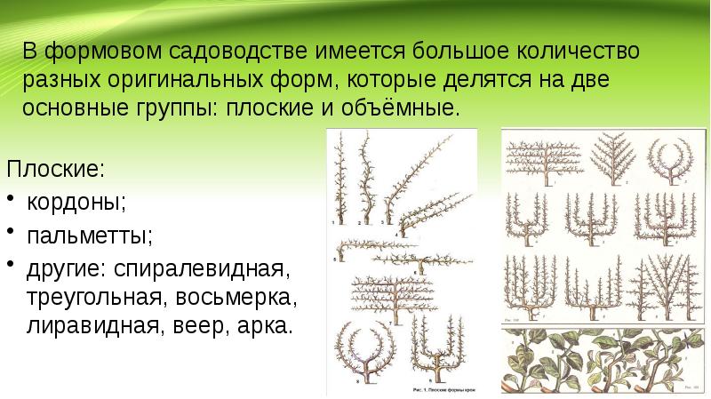 Голосеменные ель обыкновенная. Типы сухих плодов биология 6 класс. Схема формовочной обрезки деревьев. Многообразие внешнего строения листьев. Голосеменные – pinophyta,.