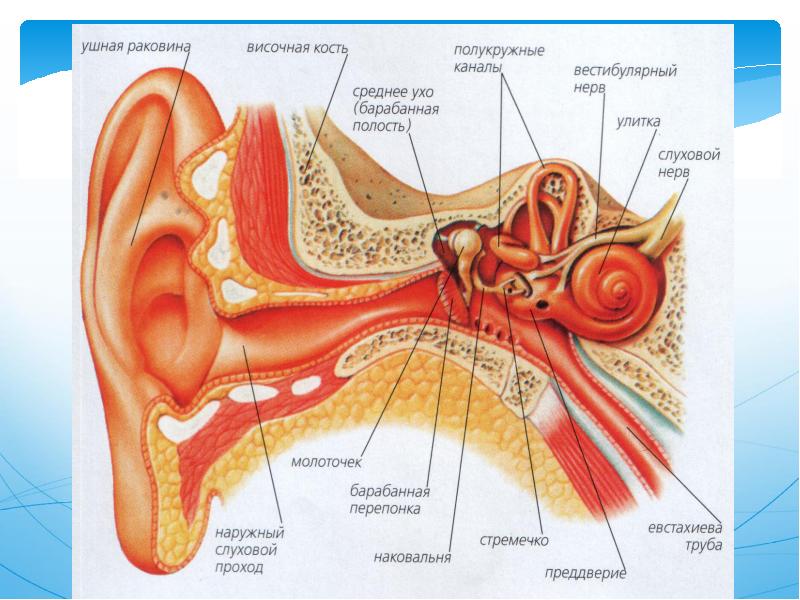 Наружное ухо картинка
