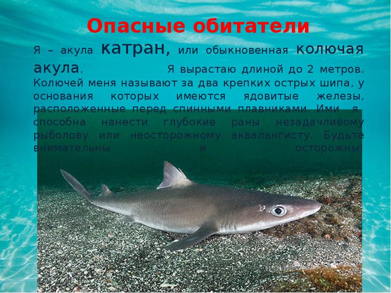 Есть ли в черном море акулы опасные для человека фото и название