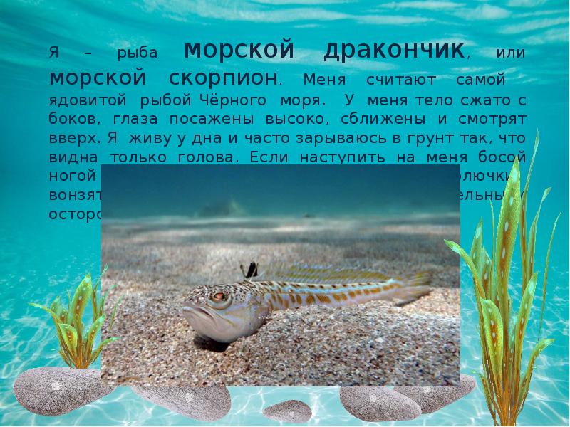 Интересные факты о черном море. Проект обитатели черного моря. Морской дракончик презентация. Рыбы чёрного моря презентация. Доклад обитатели черного моря.