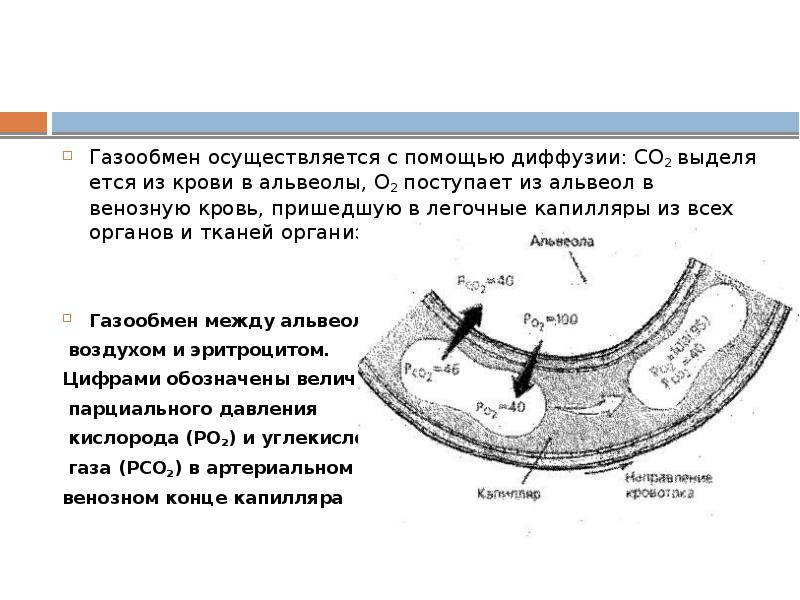 Характеристика газообмена