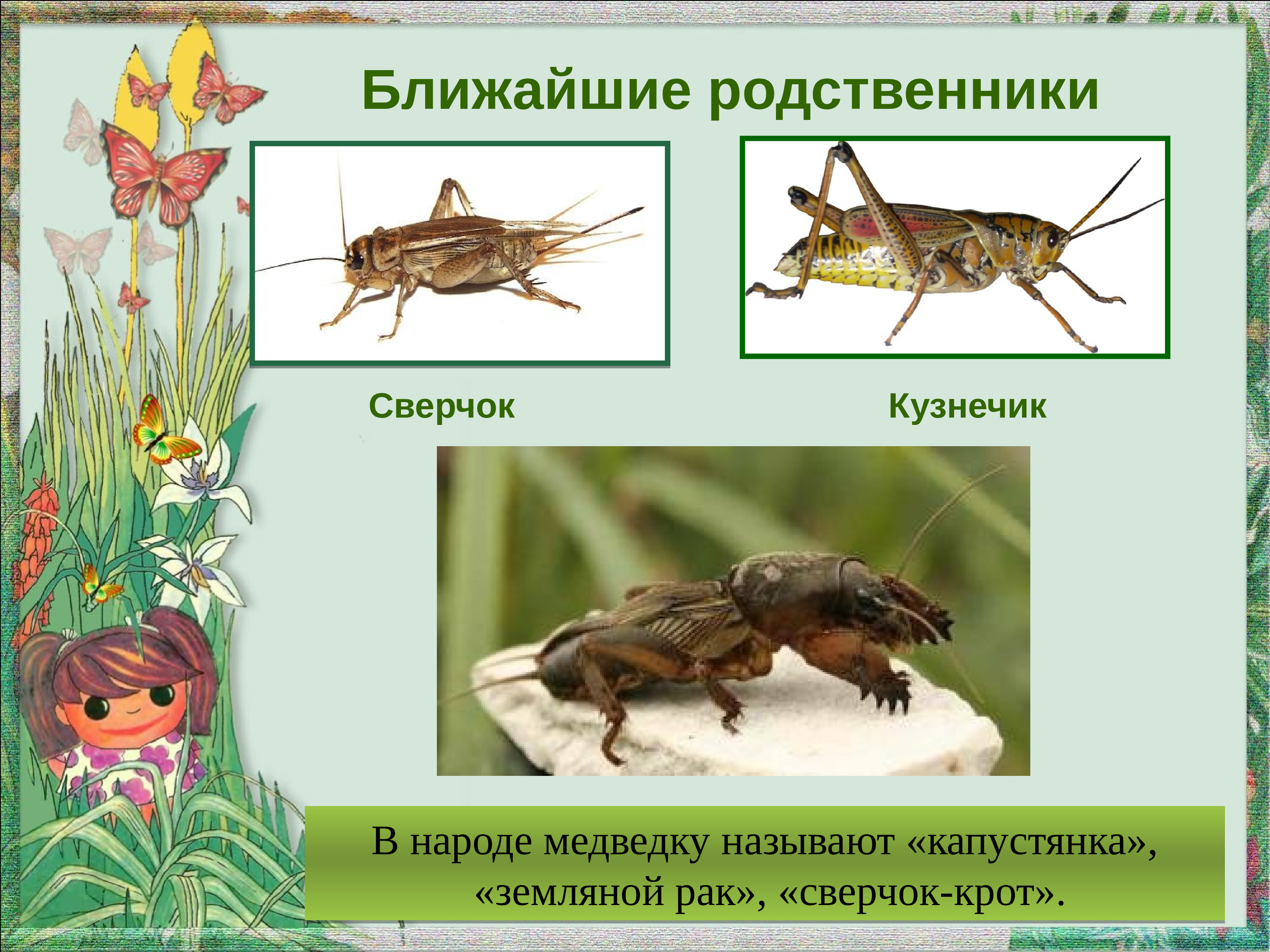 Схема предложения кузнечики сверчки скрипачи и медведки затянули в траве свою скрипучую музыку