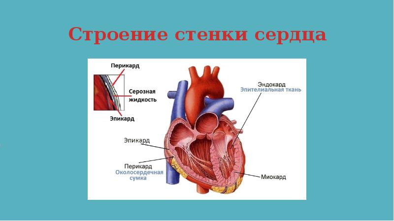 Схема строения стенки сердца